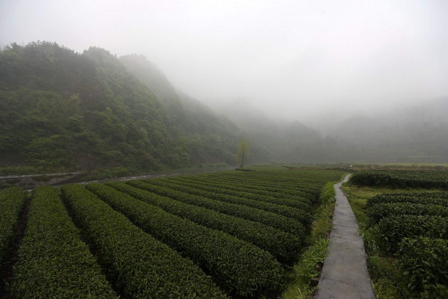 農行重慶秀山支行通過公司、基地、農戶支持當地農民走上脫民致富